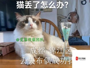 猫咪找不到了该怎么办：实用寻猫指南与技巧分享