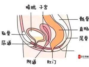 从医学角度探讨：尿在肚子里为什么不能流出来