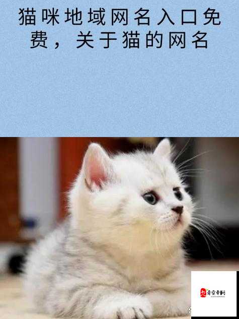 猫咪国外永久地域网名是什么：探索其背后的神秘含义