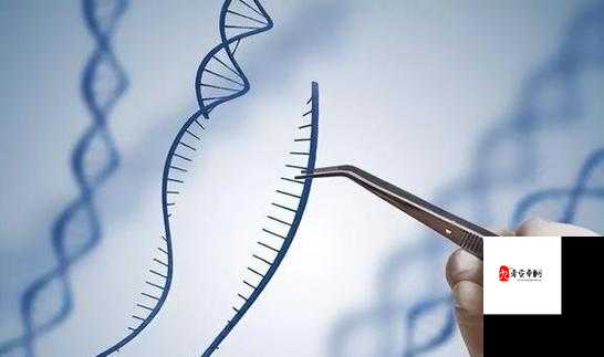 人和马的 DNA 之独特关系与深入研究探索