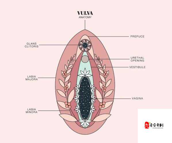 女性荫蒂被添全过程详解：探索敏感区域的刺激与快感体验