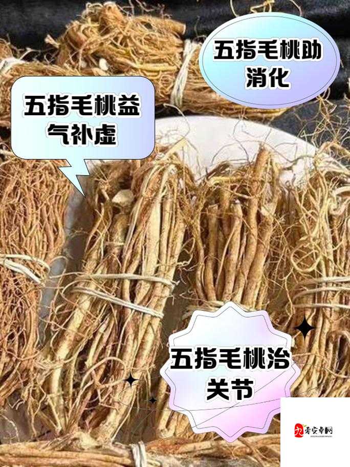 五指毛桃不适宜人群有哪些？哪些人应避免食用五指毛桃？